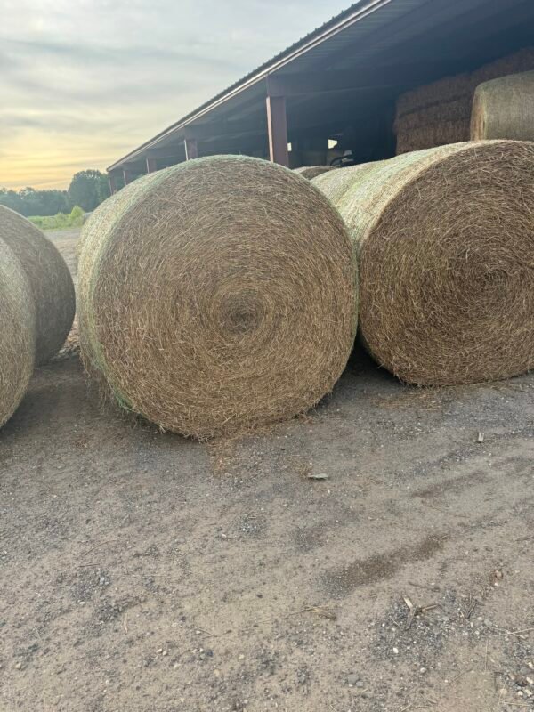 Premium Bermuda Horse Hay Bales - Fertilized & Clean