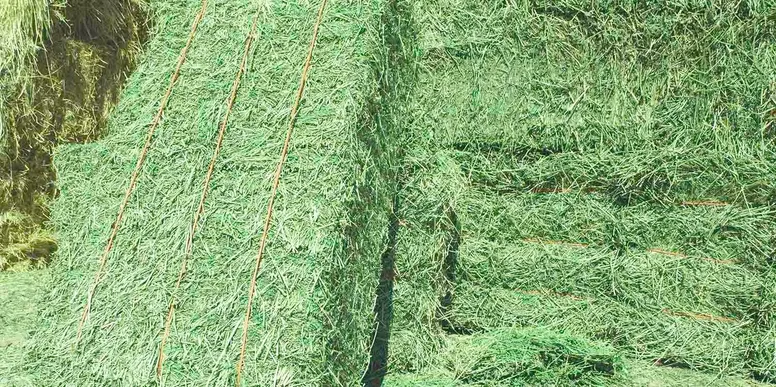 California Alfalfa Hay 3-string 100# Bales