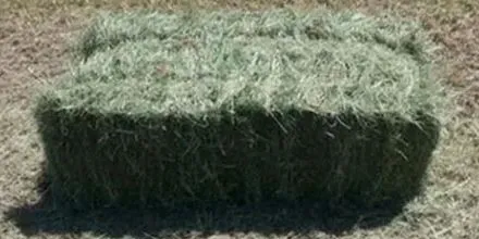 California Bermuda 3-string 100# Bales